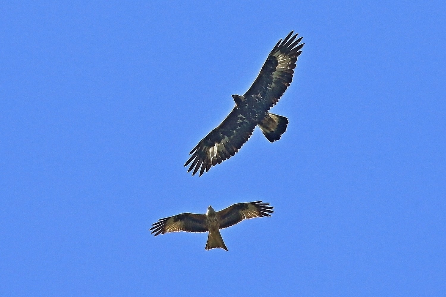 Aquila reale(Aquila chrysaetos) e Nibbio reale (Milvus milvus )
